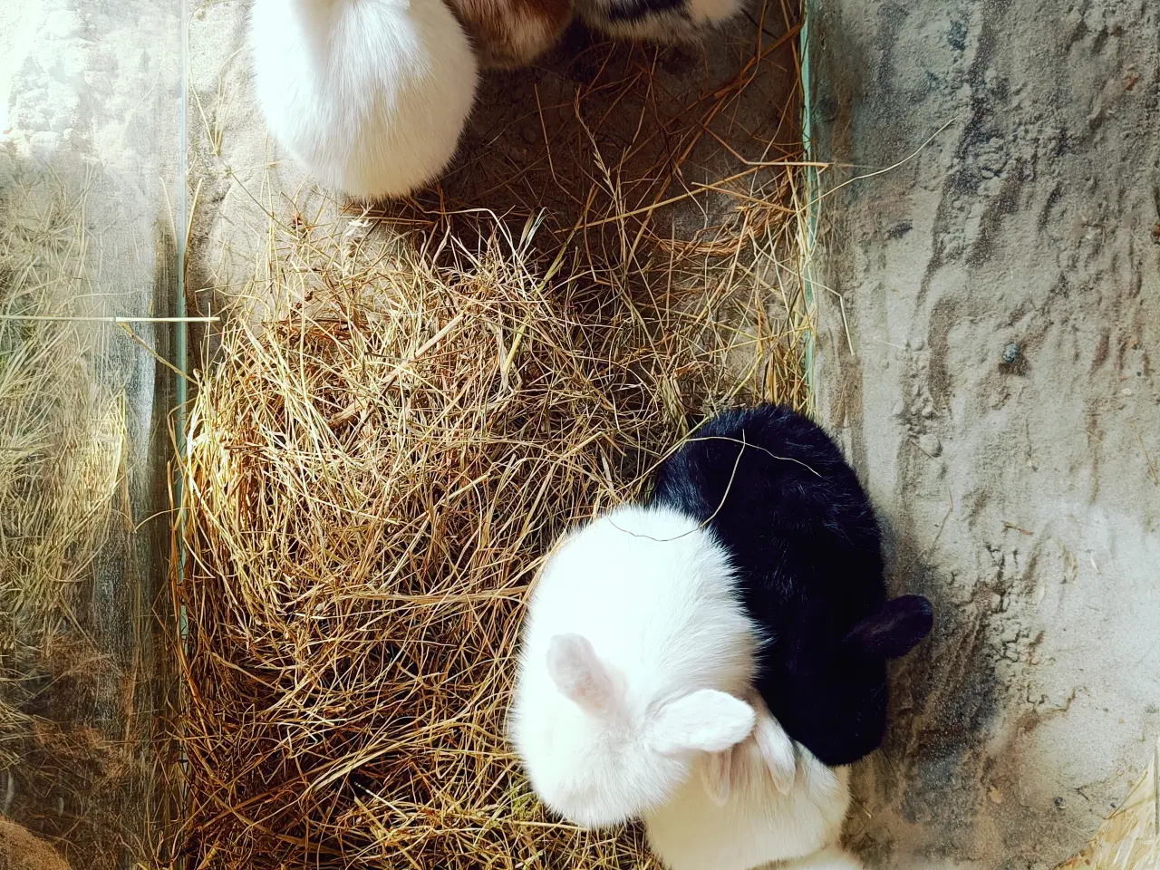 Billede 4 - Kanin unger 