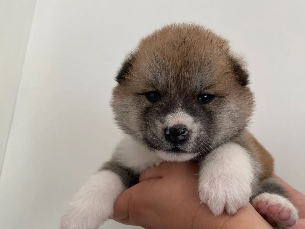 Billede 20 - Akita Inu hvalpe