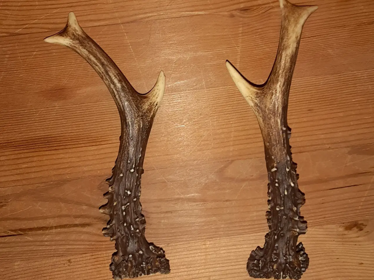 Billede 5 - Rav klumper 36 gram og 9 stk gevir.