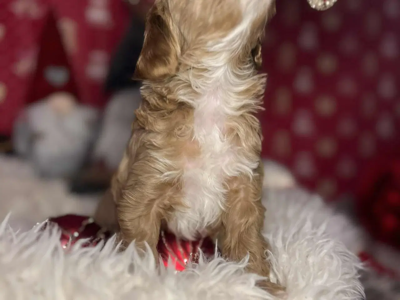 Billede 8 - Maltipoo 