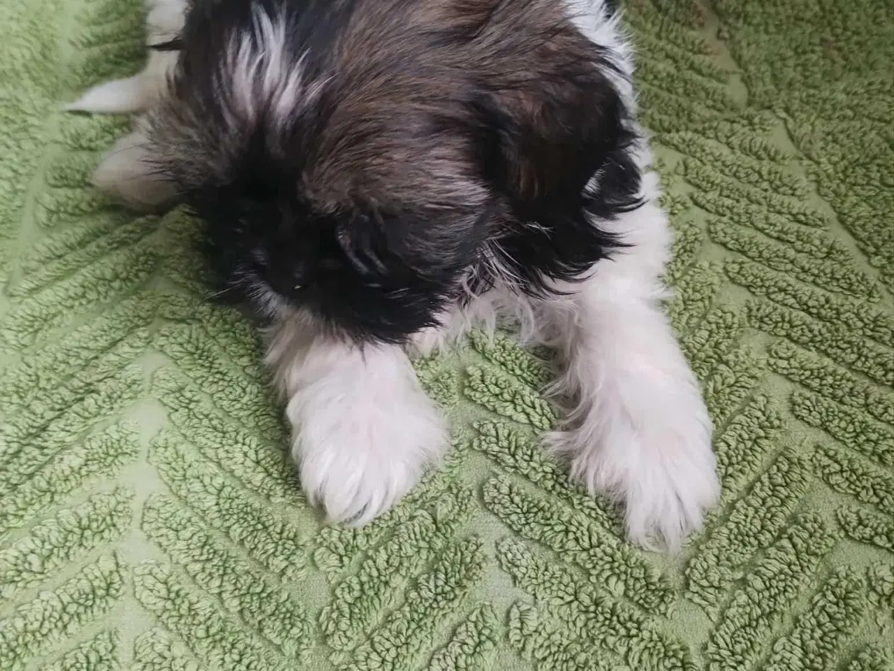 Billede 3 - Hej. Jeg har 4 smukke hund SHIH TZU