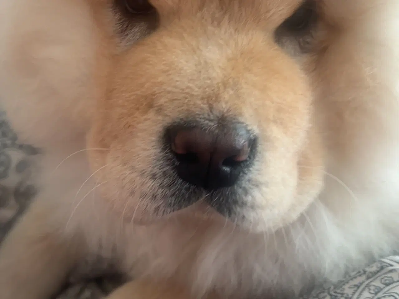 Billede 2 - 💕 Chow chow pige søger kærligt hjem med tid og om