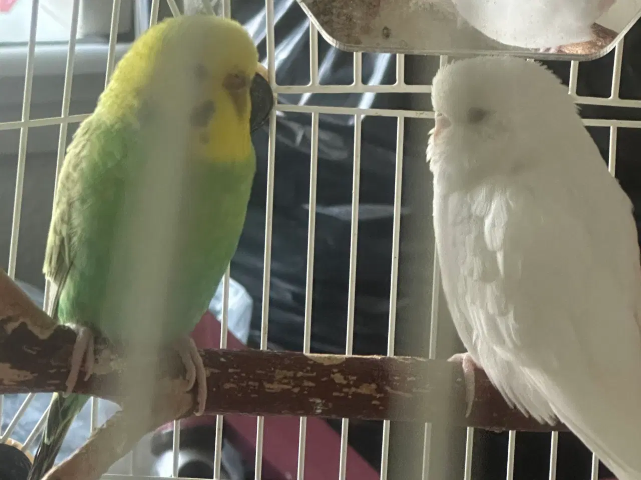 Billede 1 - Undulater 