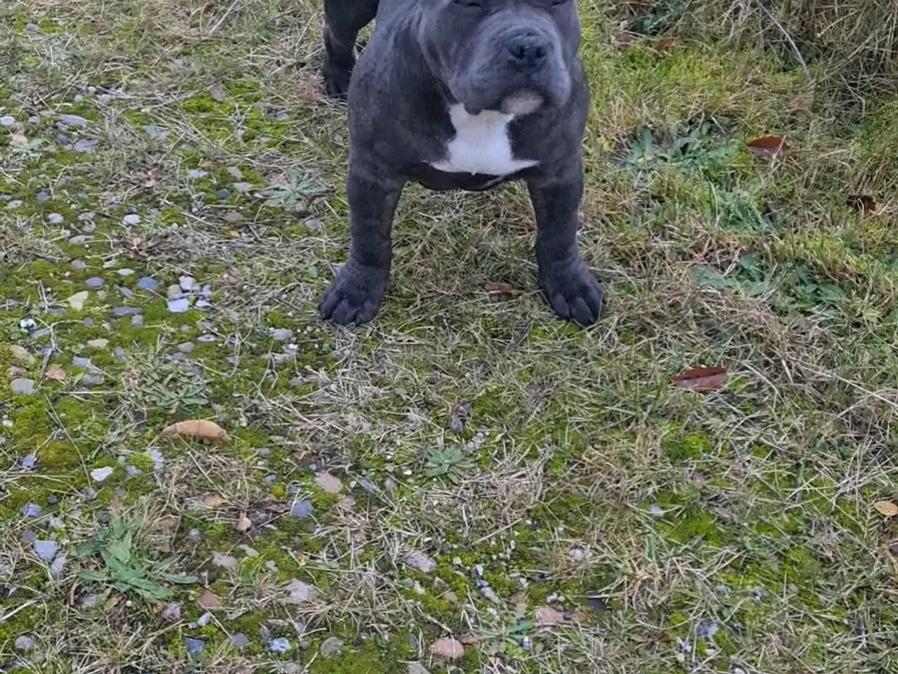 Billede 3 - American Bully Pocket ABKC