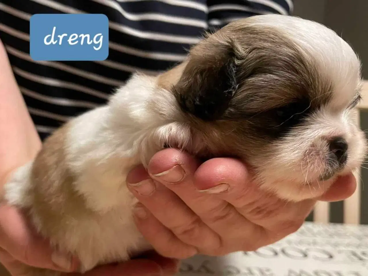 Billede 11 - Skønne blandings hvalpe