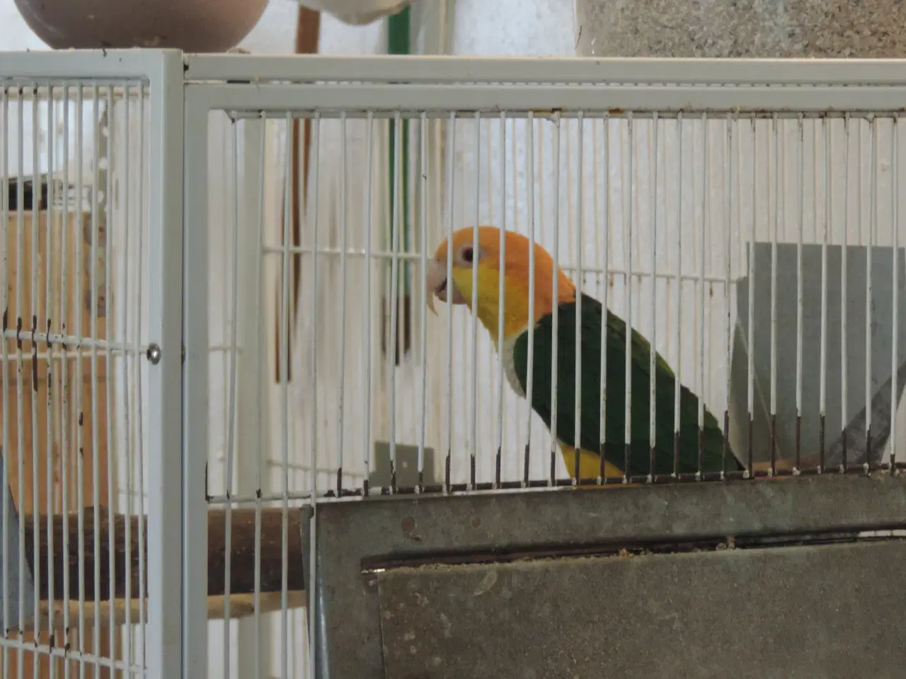 Billede 1 - Caique avlshun sælges