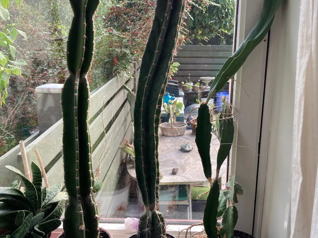 Billede 3 - kaktusser og sukkulenter