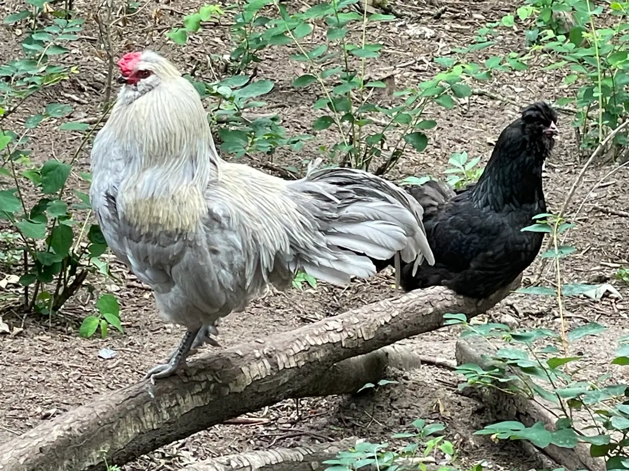 Billede 5 - Engelsk Araucana hanekyllinger