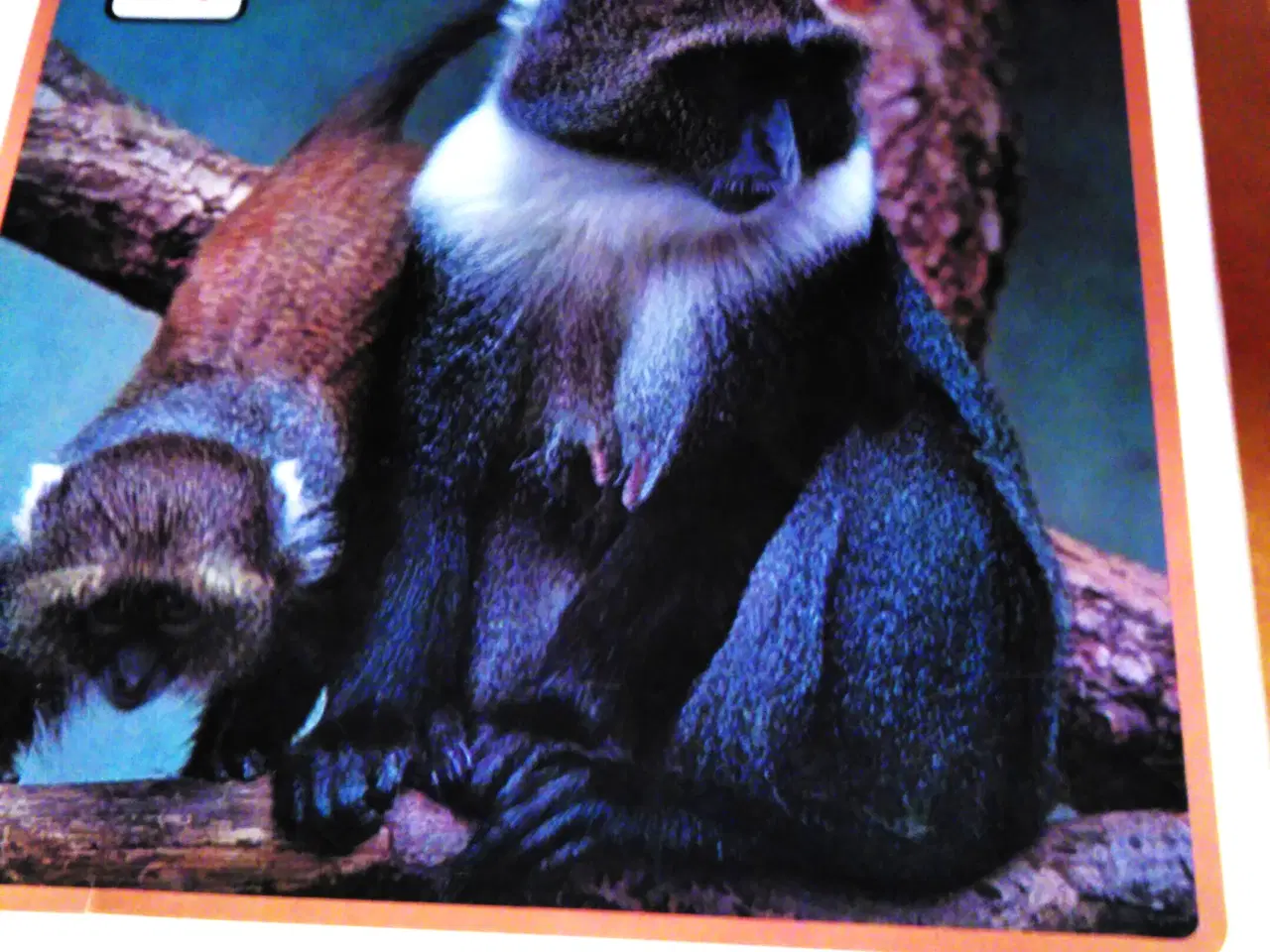 Billede 2 - Lademanns Dyreleksikon. 