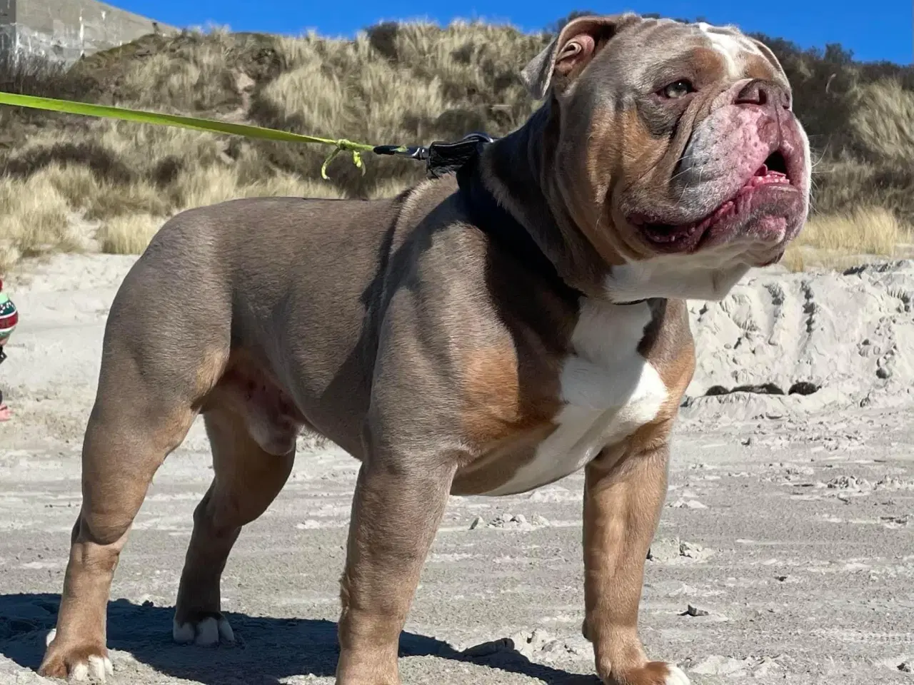 Billede 5 - Old english bulldog til avl