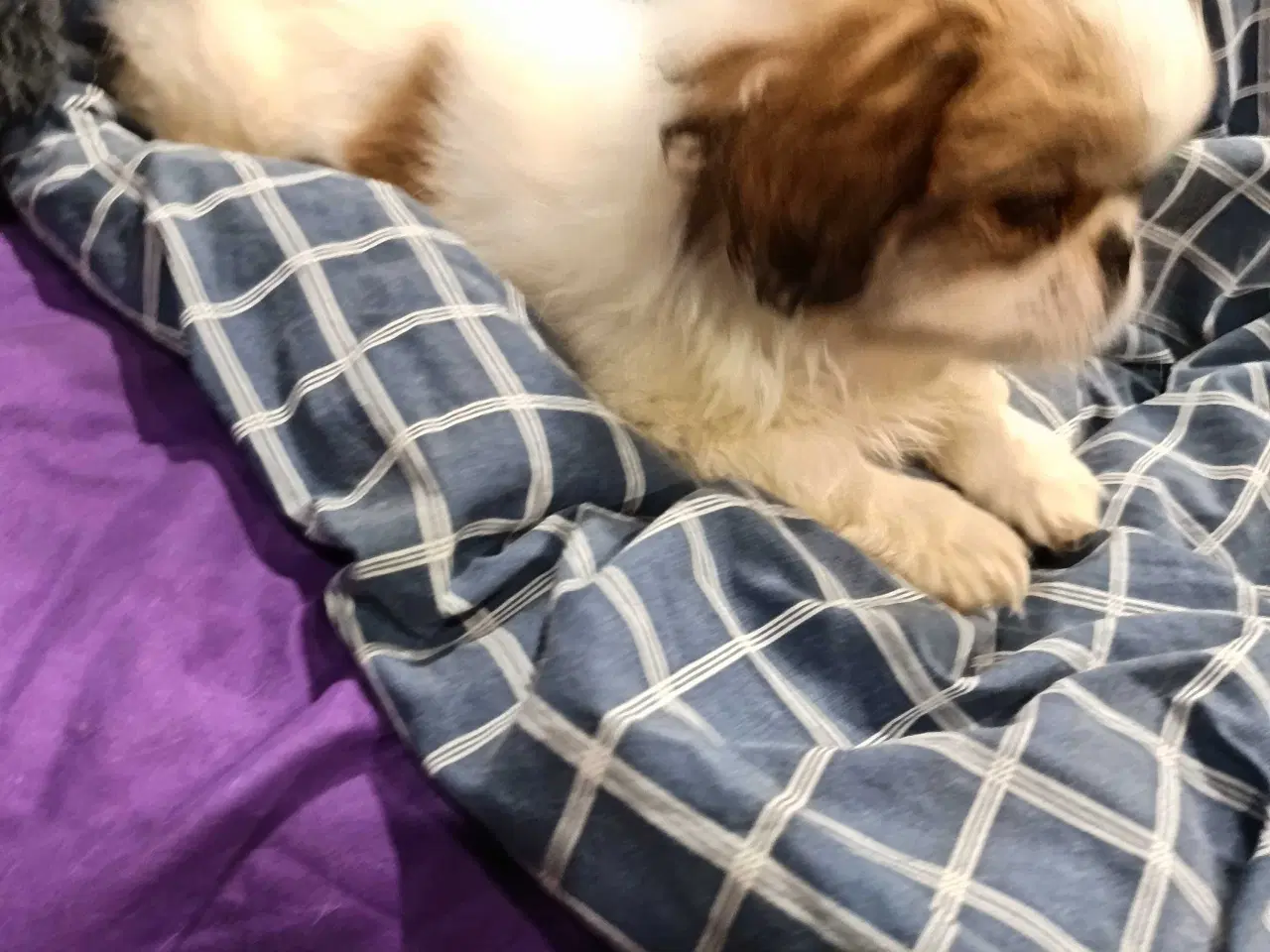 Billede 7 - Lækker hvapse 