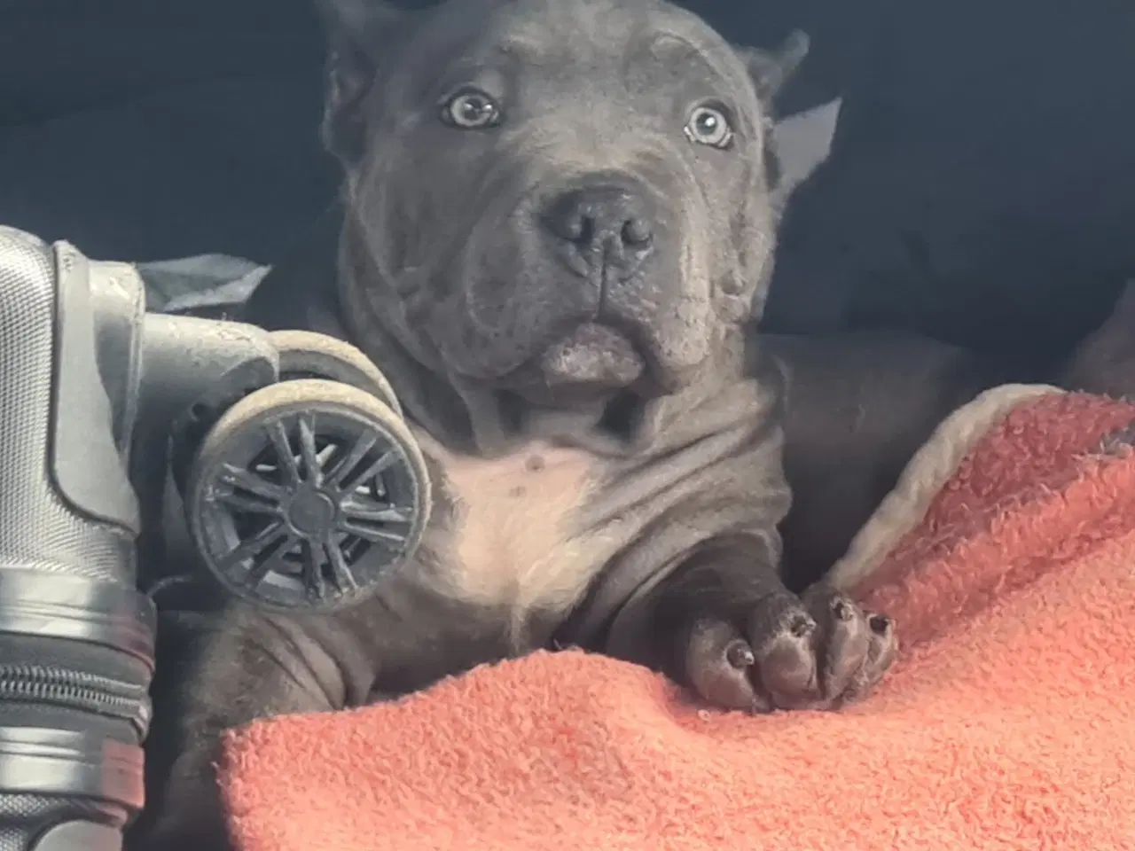 Billede 16 - American Bully Dreng 
