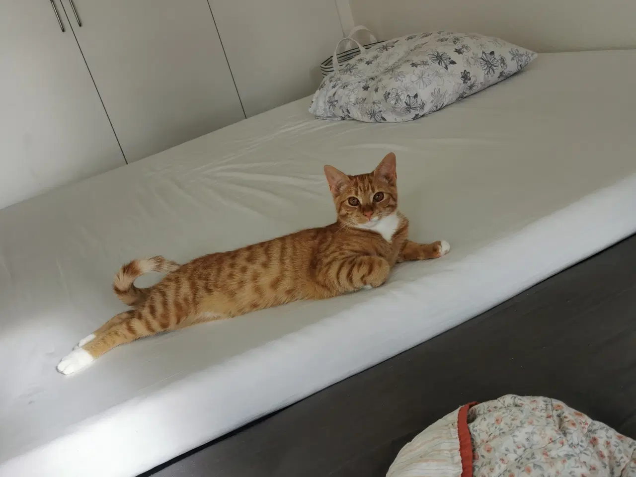 Billede 7 - Kat på 5 mdr. søger nyt hjem