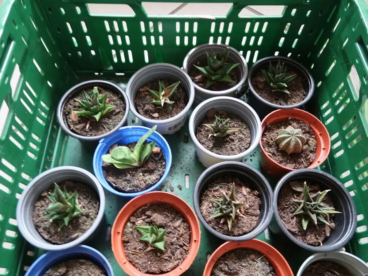 Billede 2 - Diverse planter