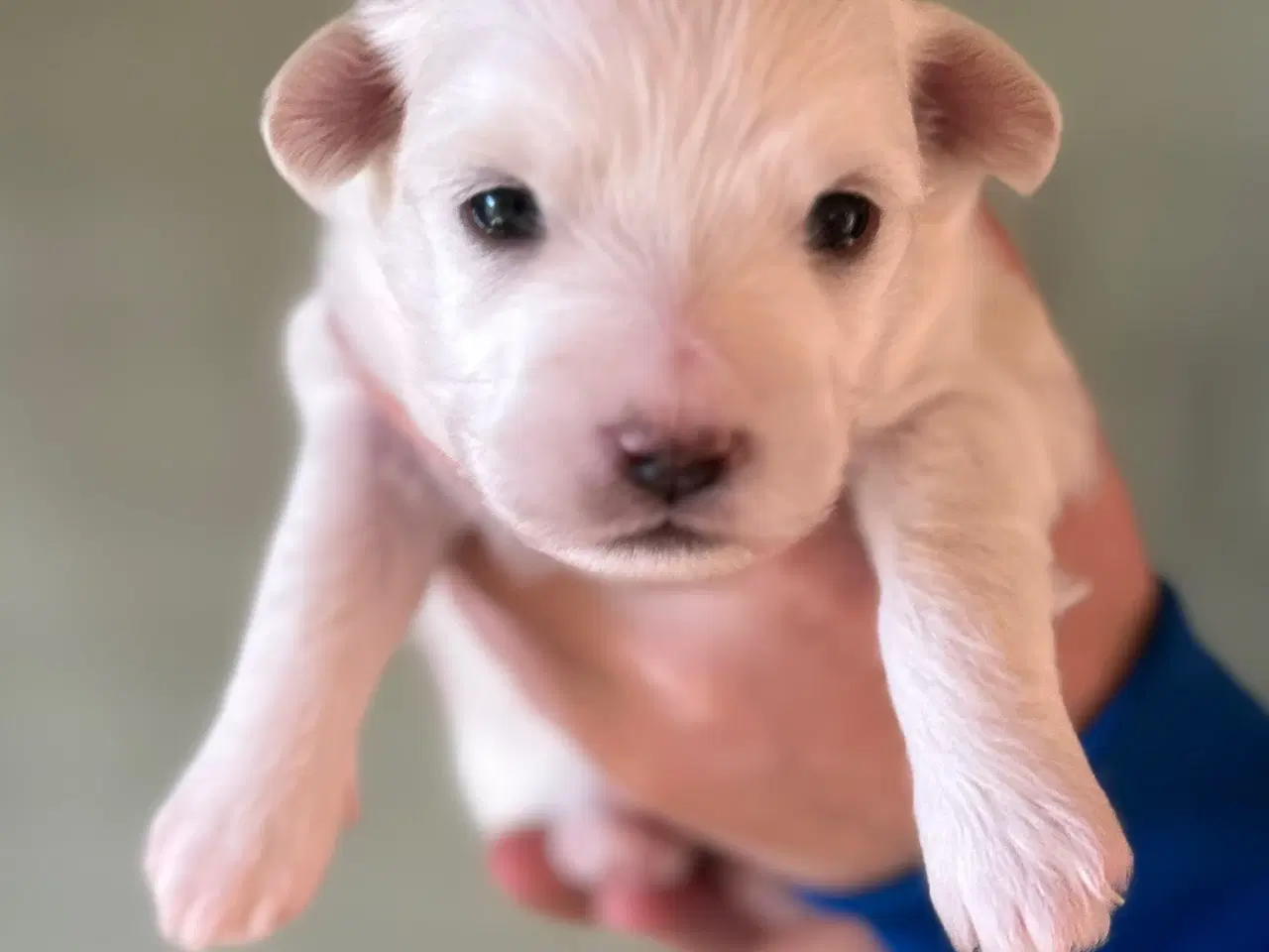 Billede 3 - Coton De Tulear 