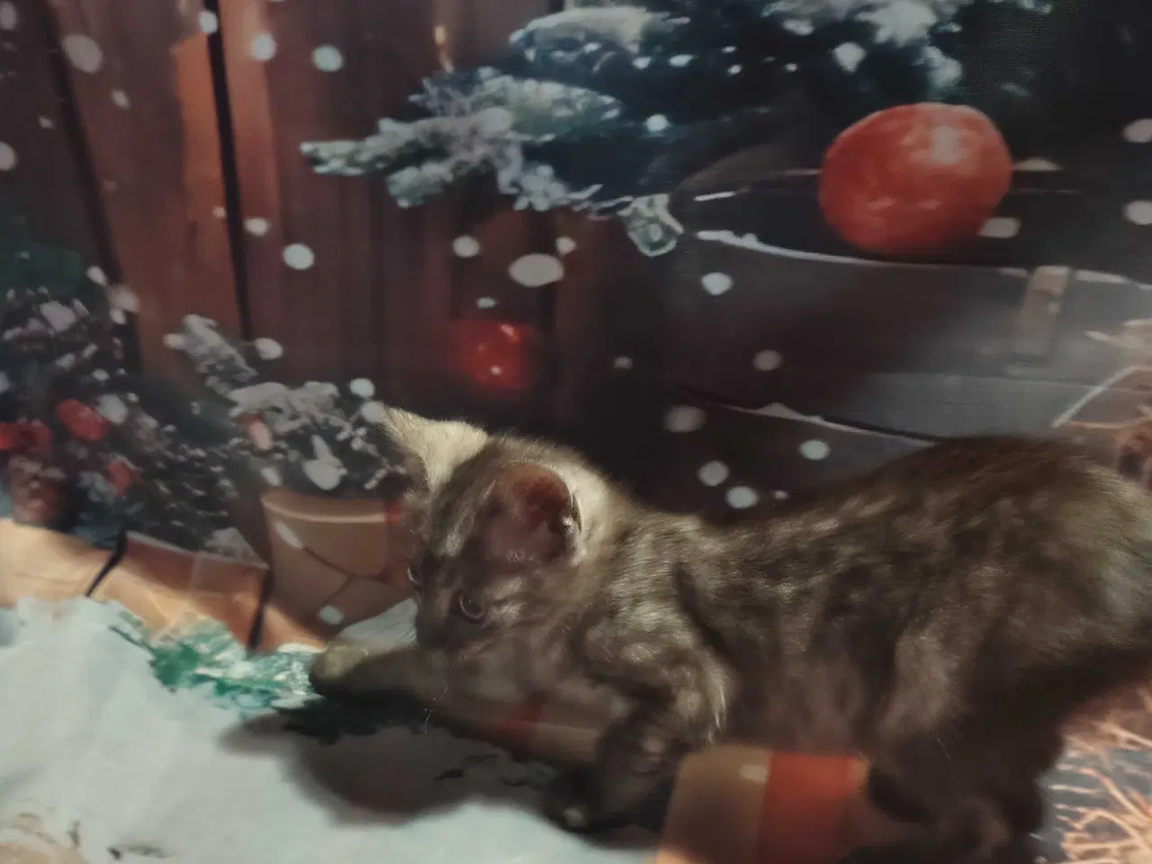 Billede 4 - Egyptiske Mau pige