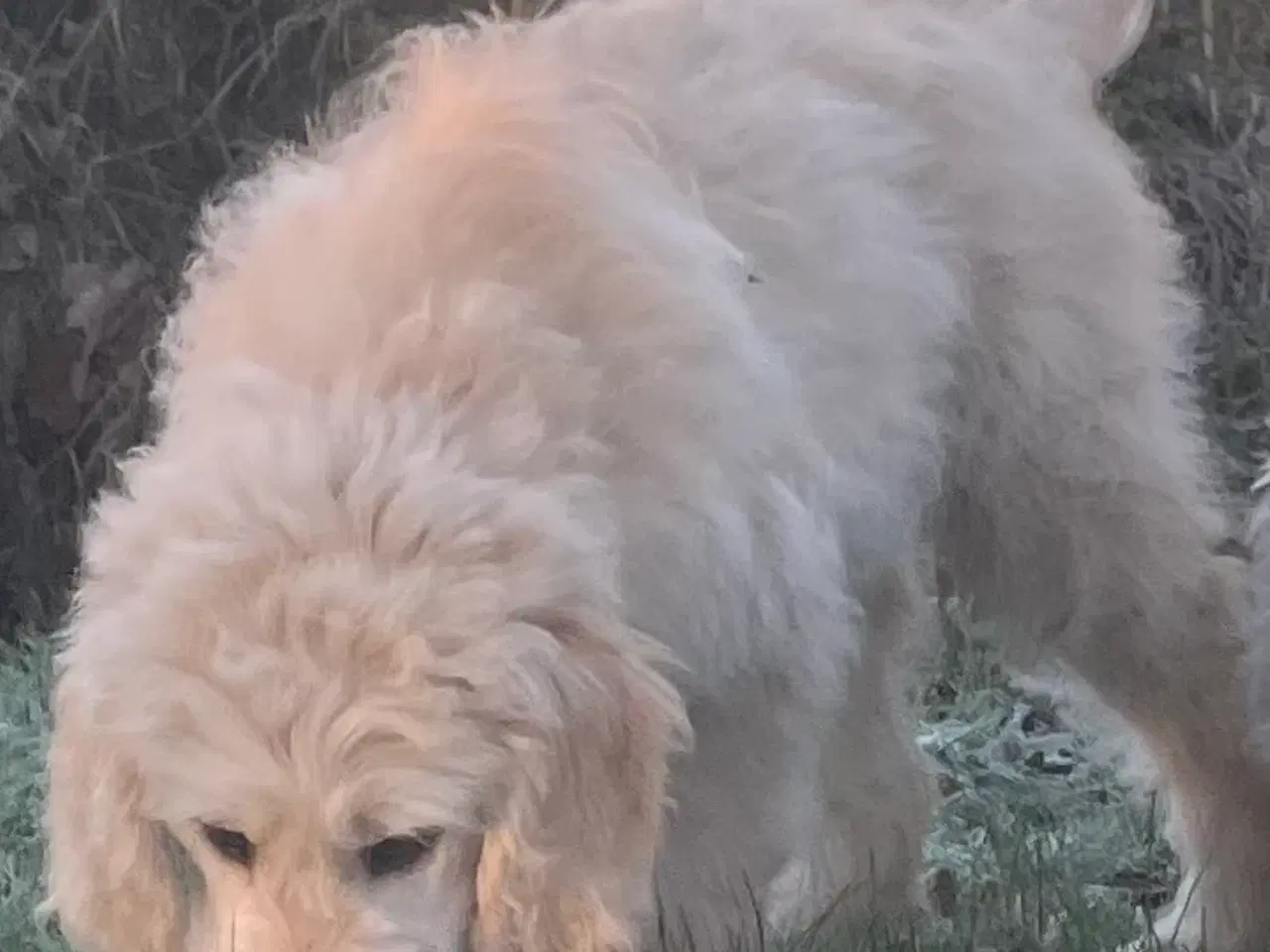 Billede 17 - Goldendoodle-HVALPE