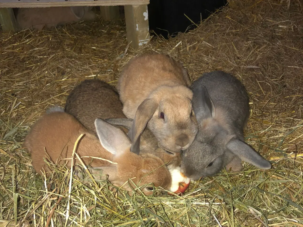 Billede 3 - Kanin unger