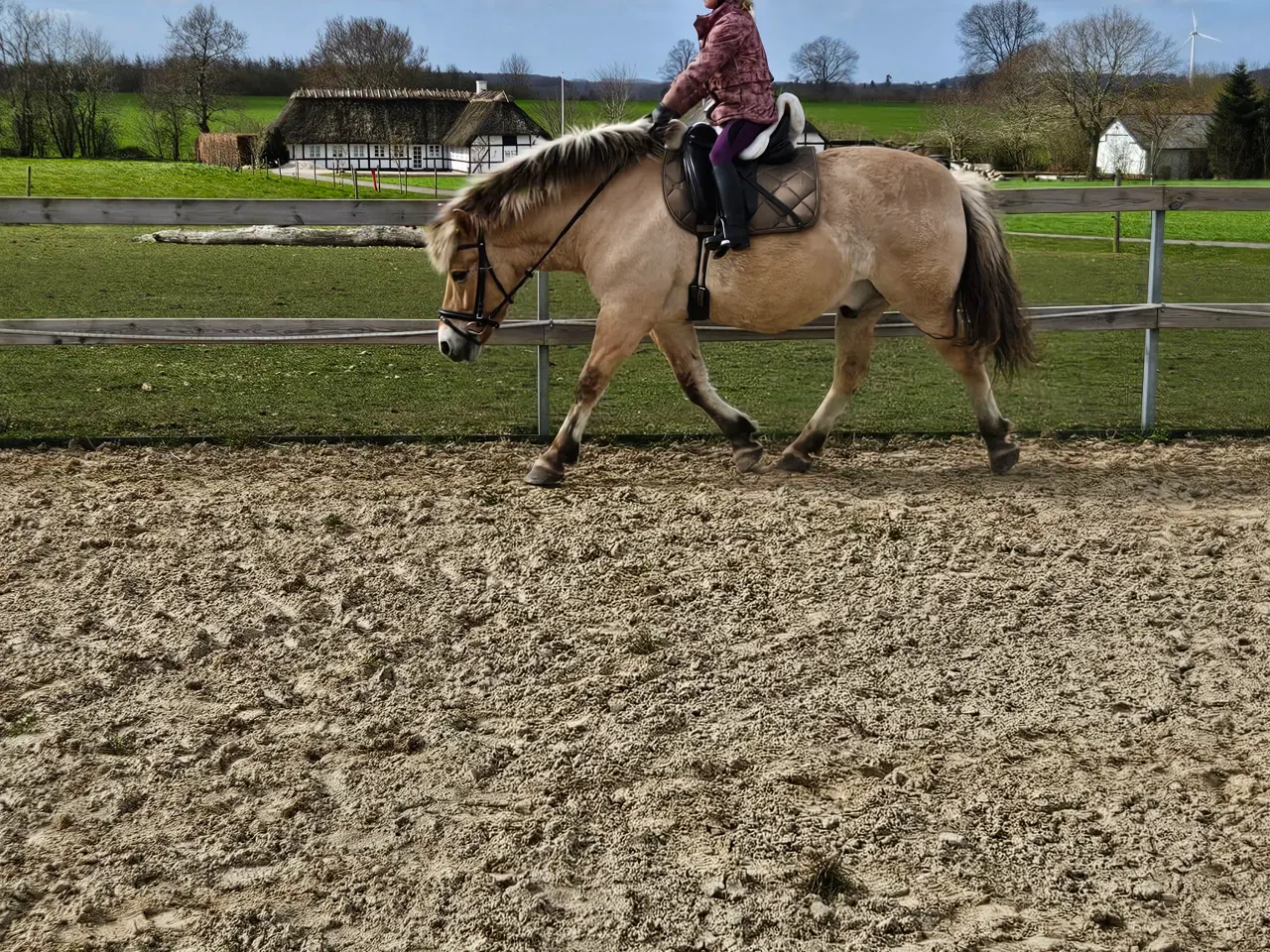 Billede 5 - Fjordhest/Nordbagger