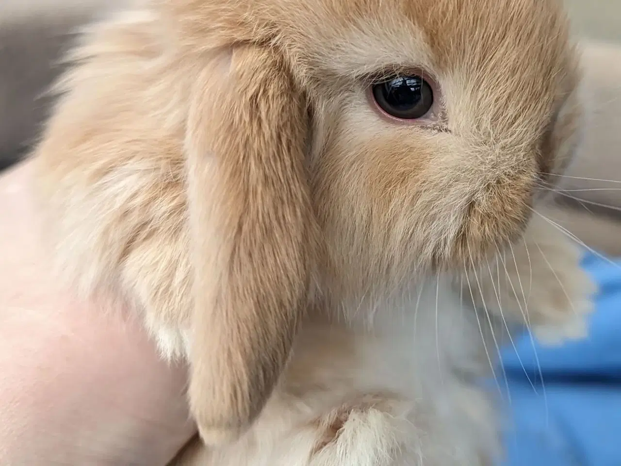 Billede 6 - Minilop kaninunge sælges 