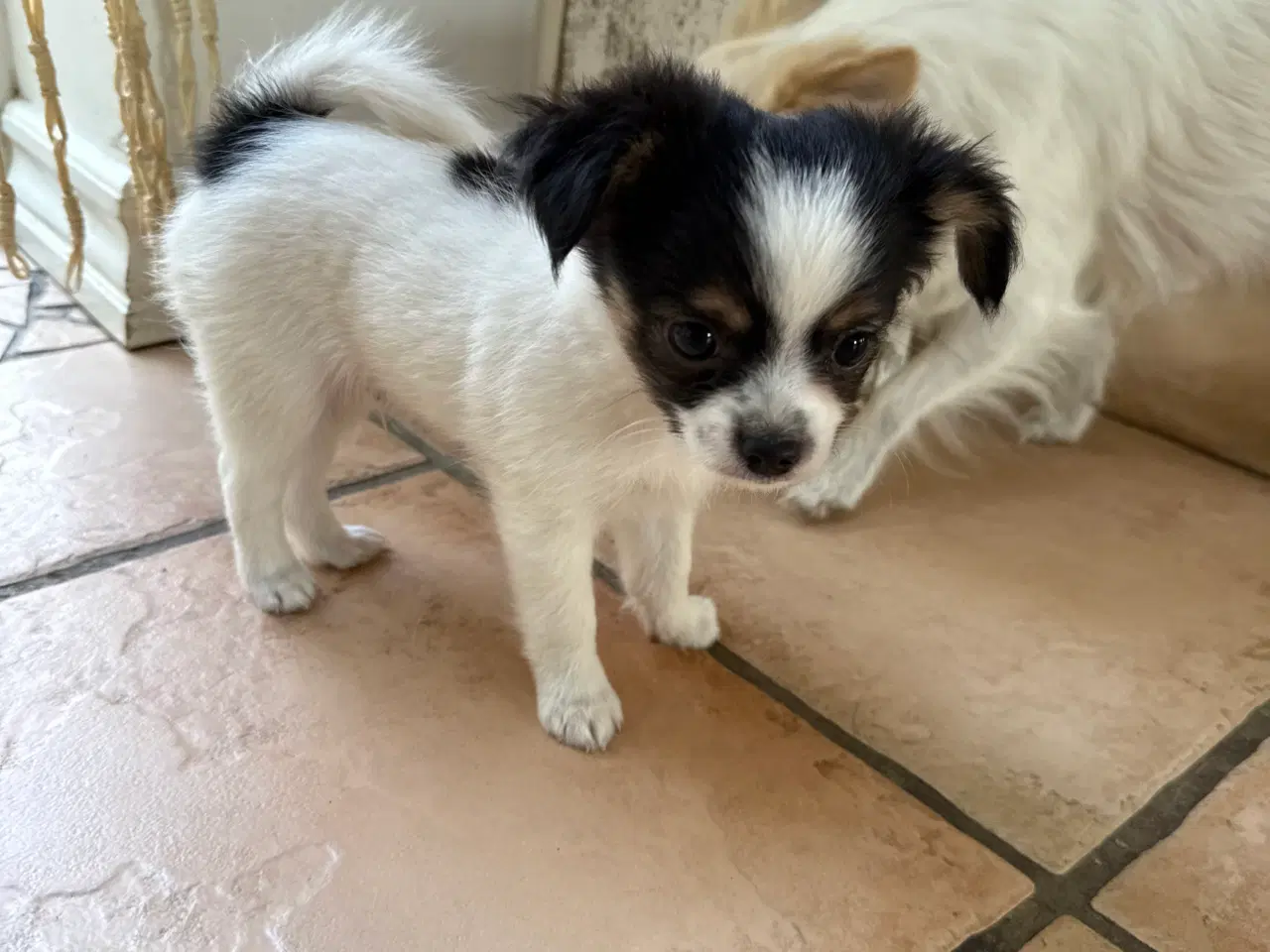 Billede 14 - Chihuahua hvalpe 