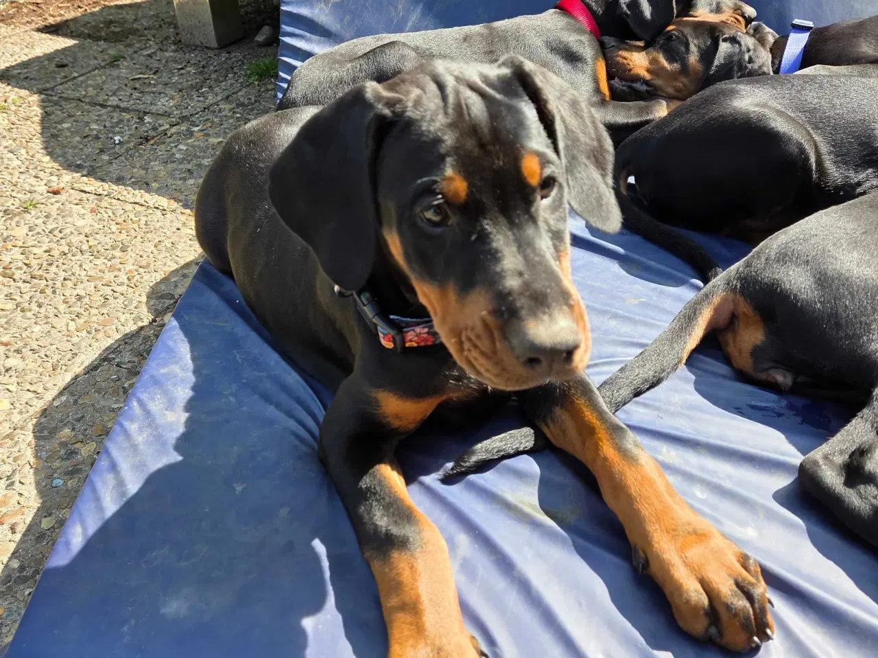 Billede 6 - 5 små renracede dobermann er kommet til verden d.0