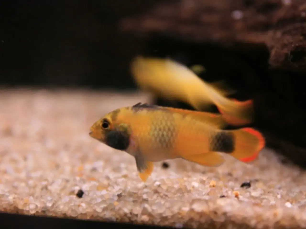 Billede 1 - Ciklider Apistogramma Nijsseni XL PAR