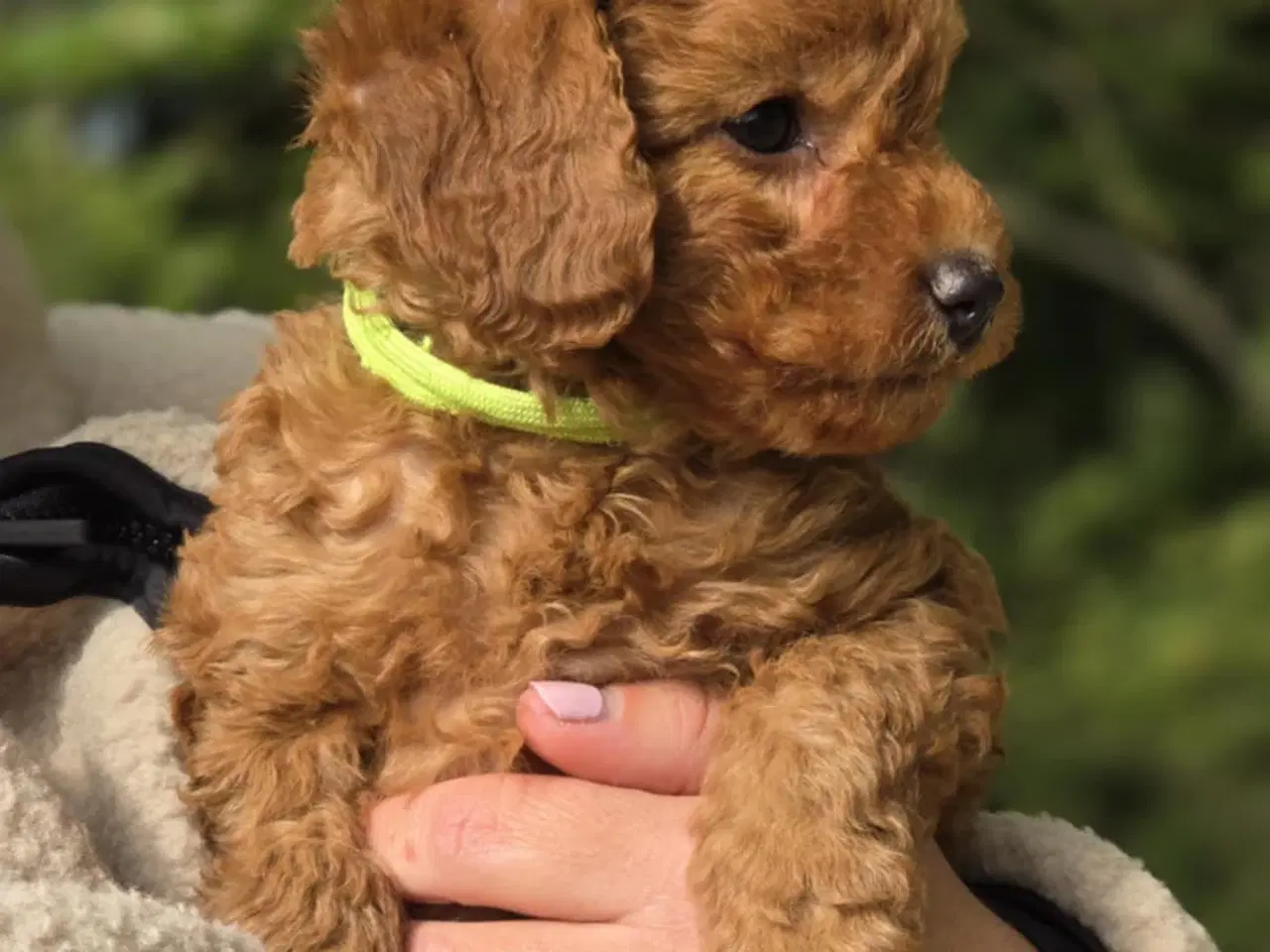 Billede 9 - Labradoodle F1B hvalpe