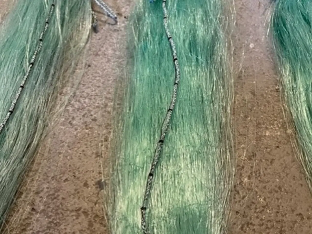 Billede 4 - NYT FISKEGARN TIL FLADFISK - EN BLANK - PIGHVAR.