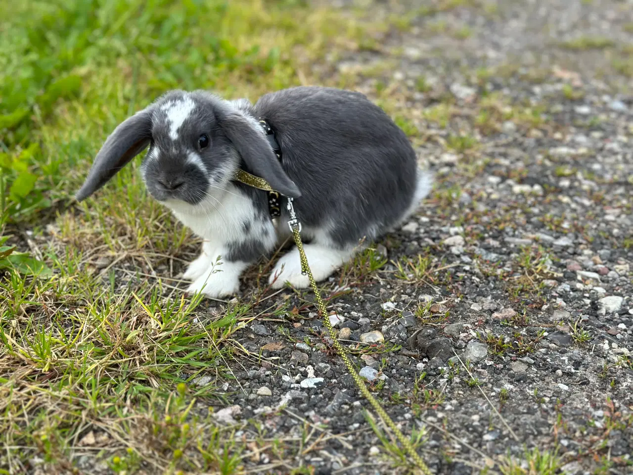 Billede 4 - Sød han kanin søger nyt hjem