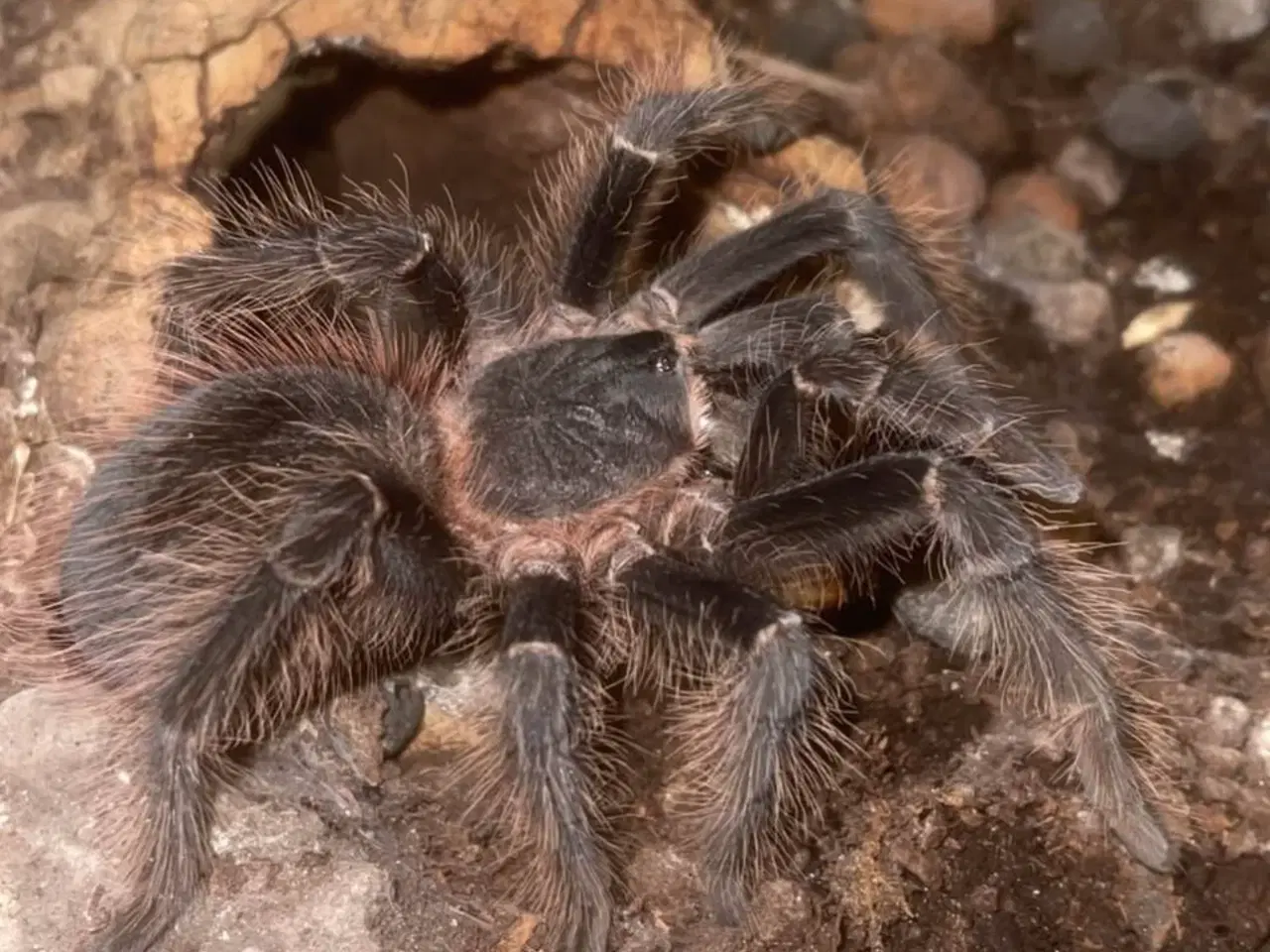 Billede 7 - exo terra + Brachypelma / Lasiodora parahybana