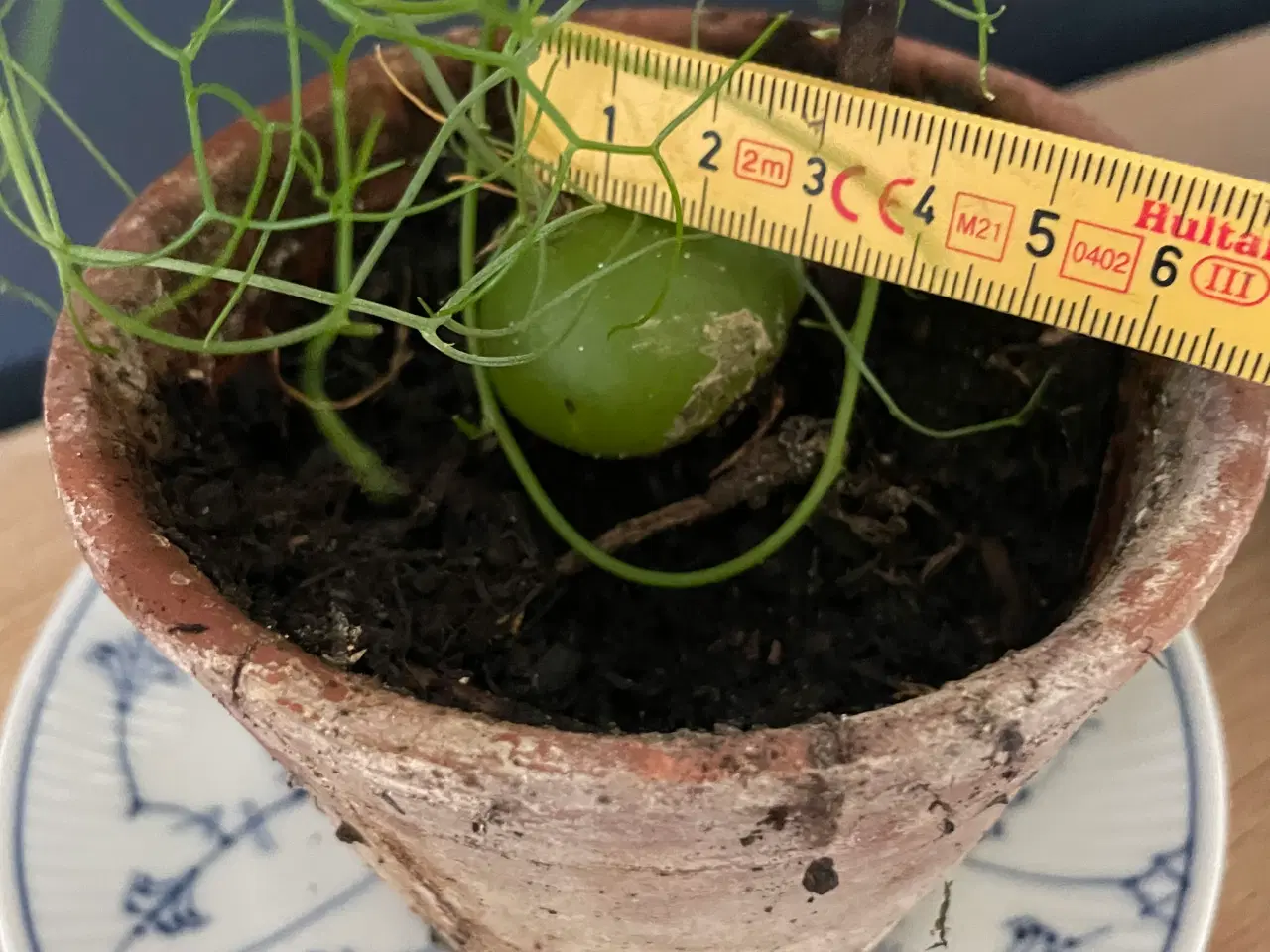 Billede 2 - Boweia volublis, hvidkål med aspagus. 