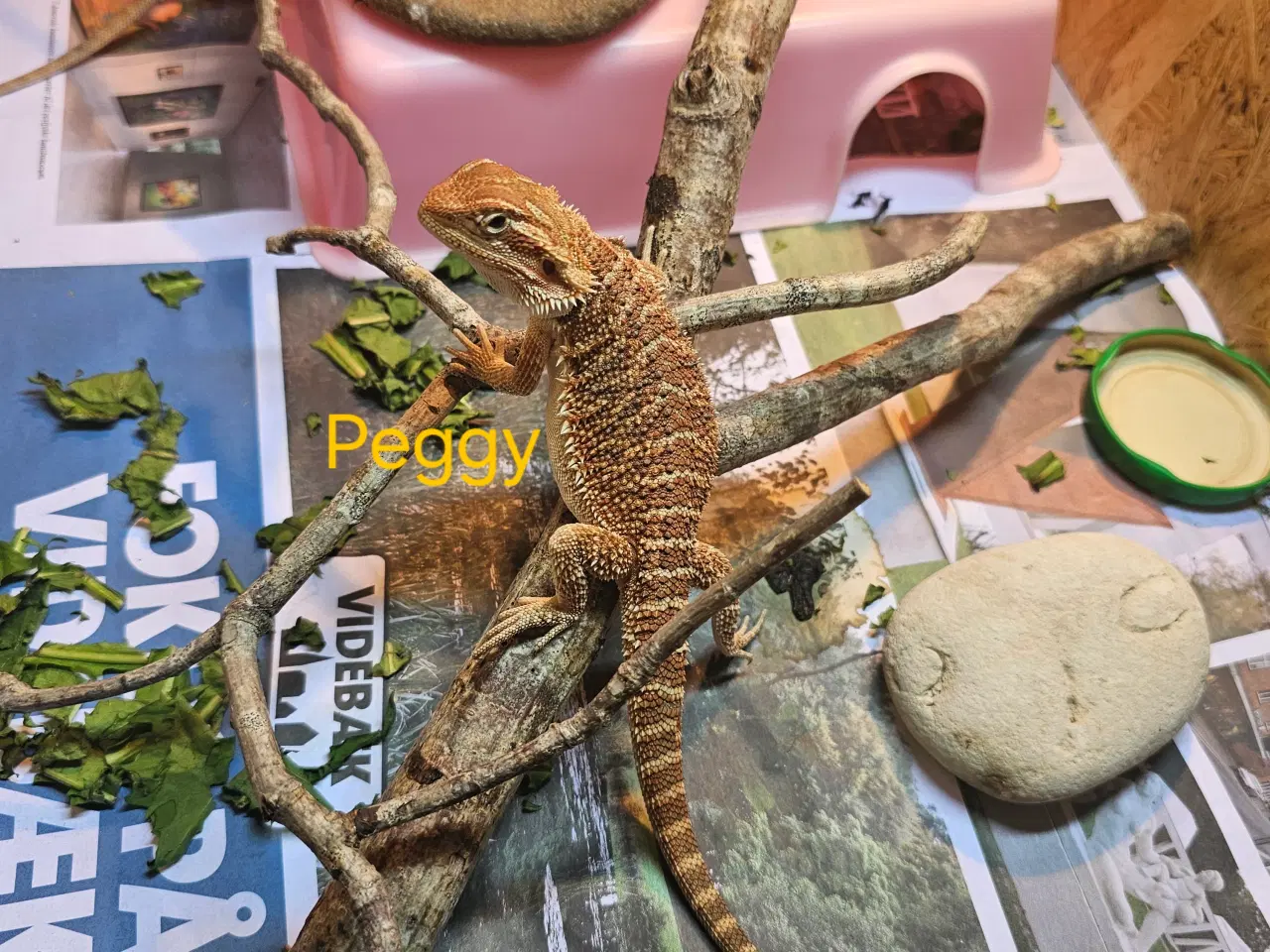 Billede 7 - Skægagame unger med rabat ( : Bud modtages 😊