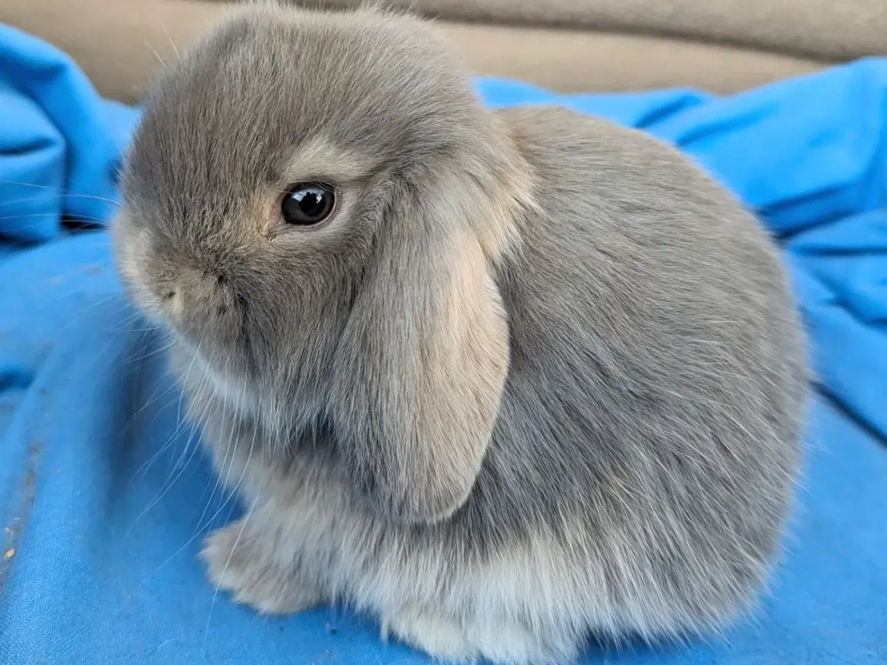 Billede 2 - Minilop kaninunge sælges 