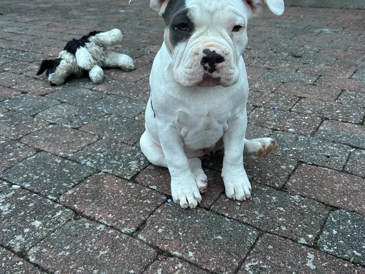 Billede 3 - Amarican Bully