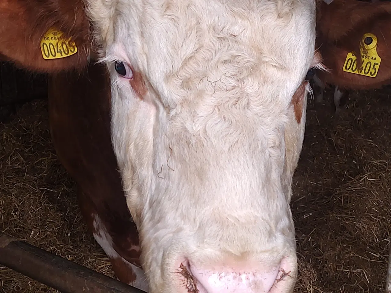 Billede 3 - Simmentaler Tyr 