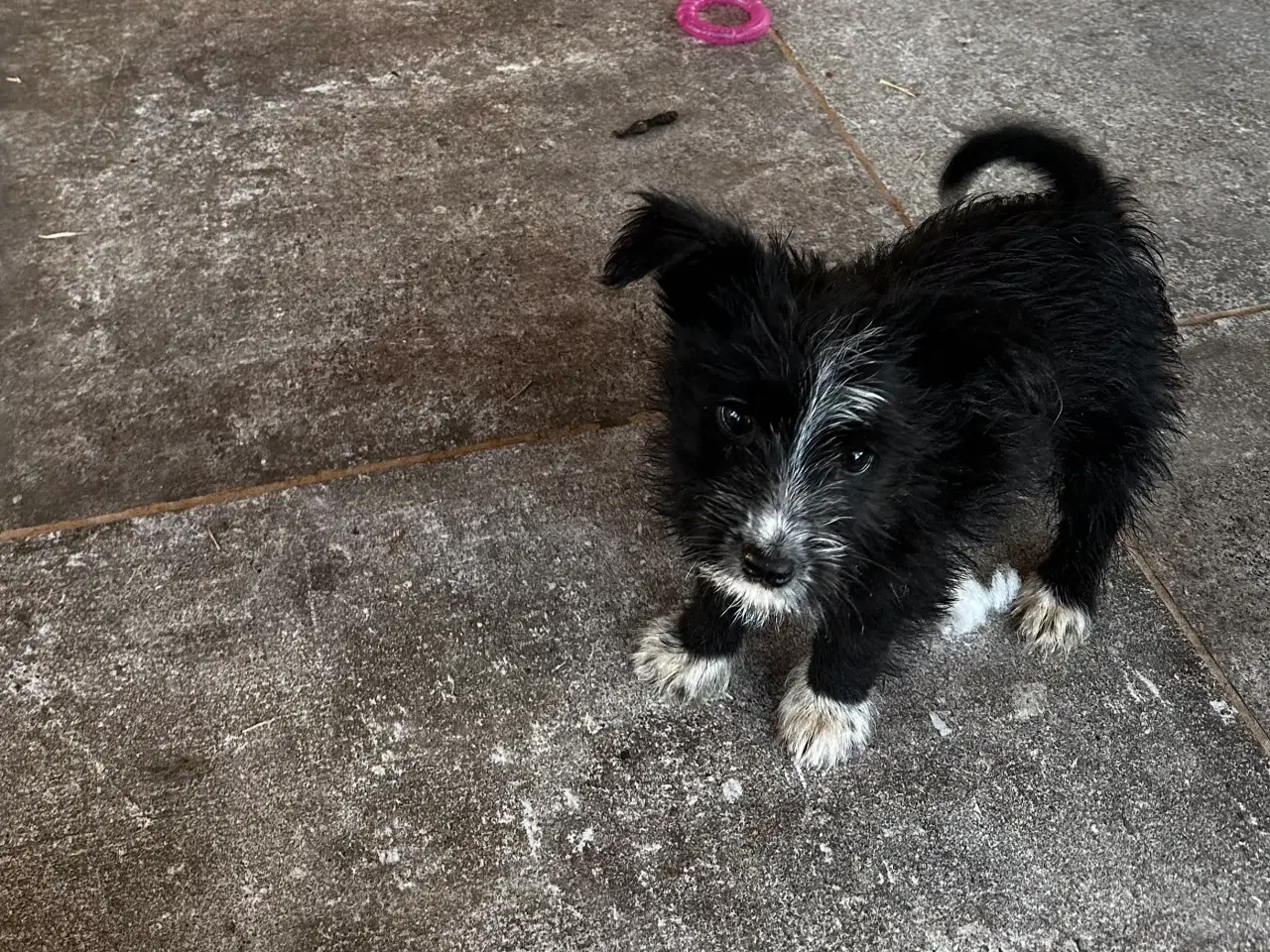 Billede 5 - Psykisk servicehund