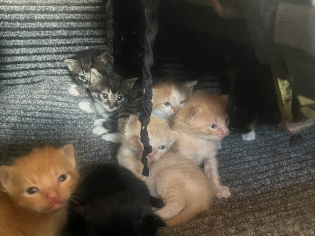Billede 4 - Katte
