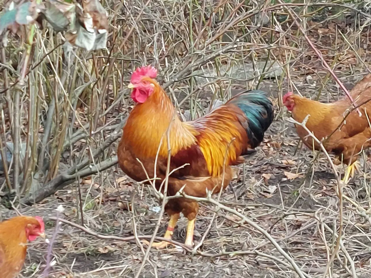 Billede 1 - New Hampshire hane