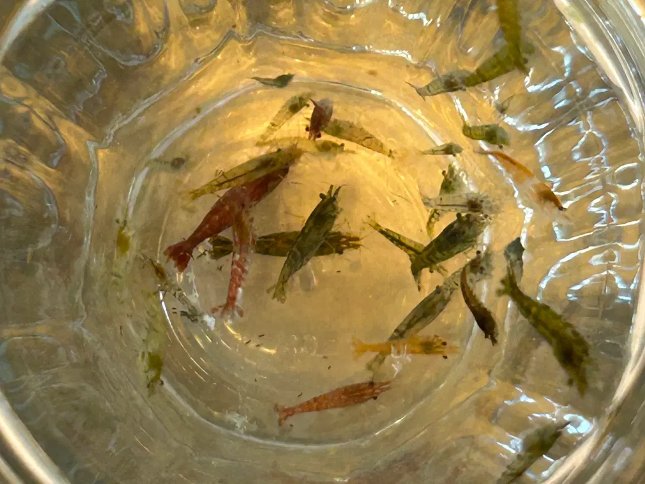 Billede 1 - 🦐 Neocaridina rejer – blandede 10stk | GLS