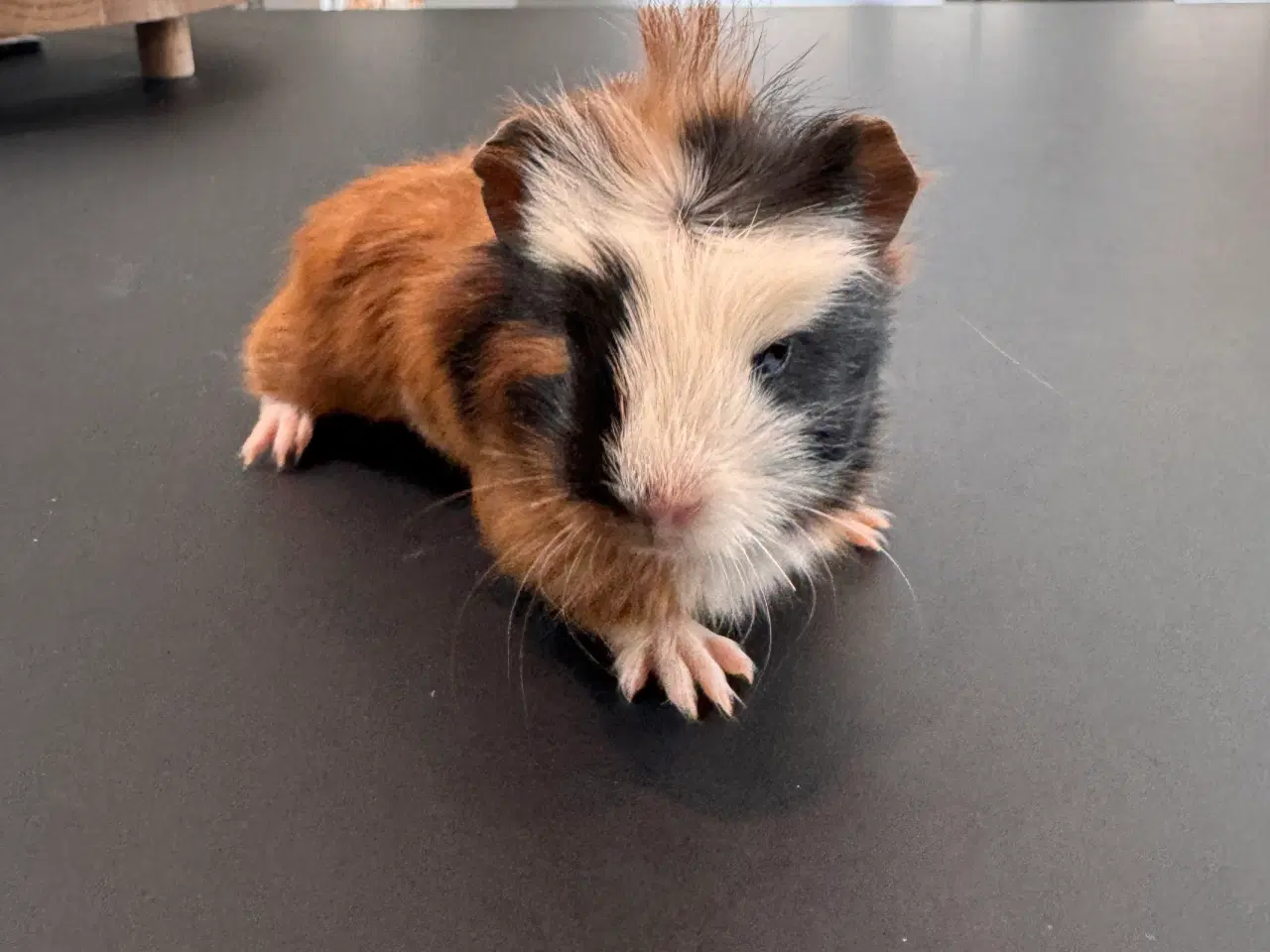 Billede 5 - Marsvin unger, 10 stk blandet