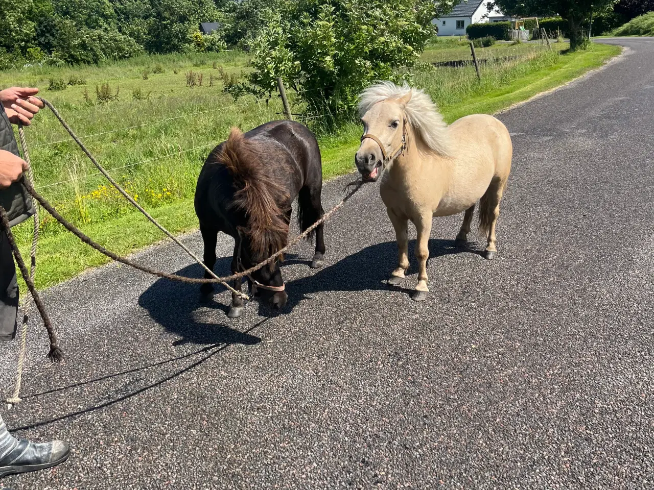 Billede 3 - Sjætlands pony 