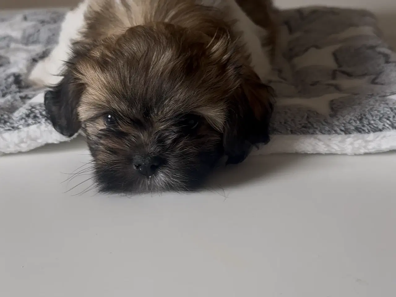 Billede 6 - Hundehvalpe. Shih tzu/tibetansk spaniel.