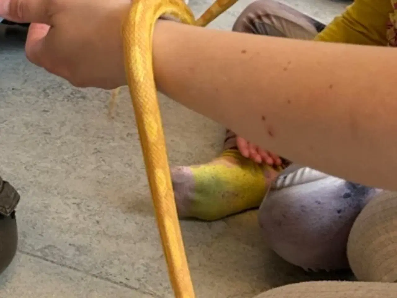 Billede 1 - Kornsnog hunner