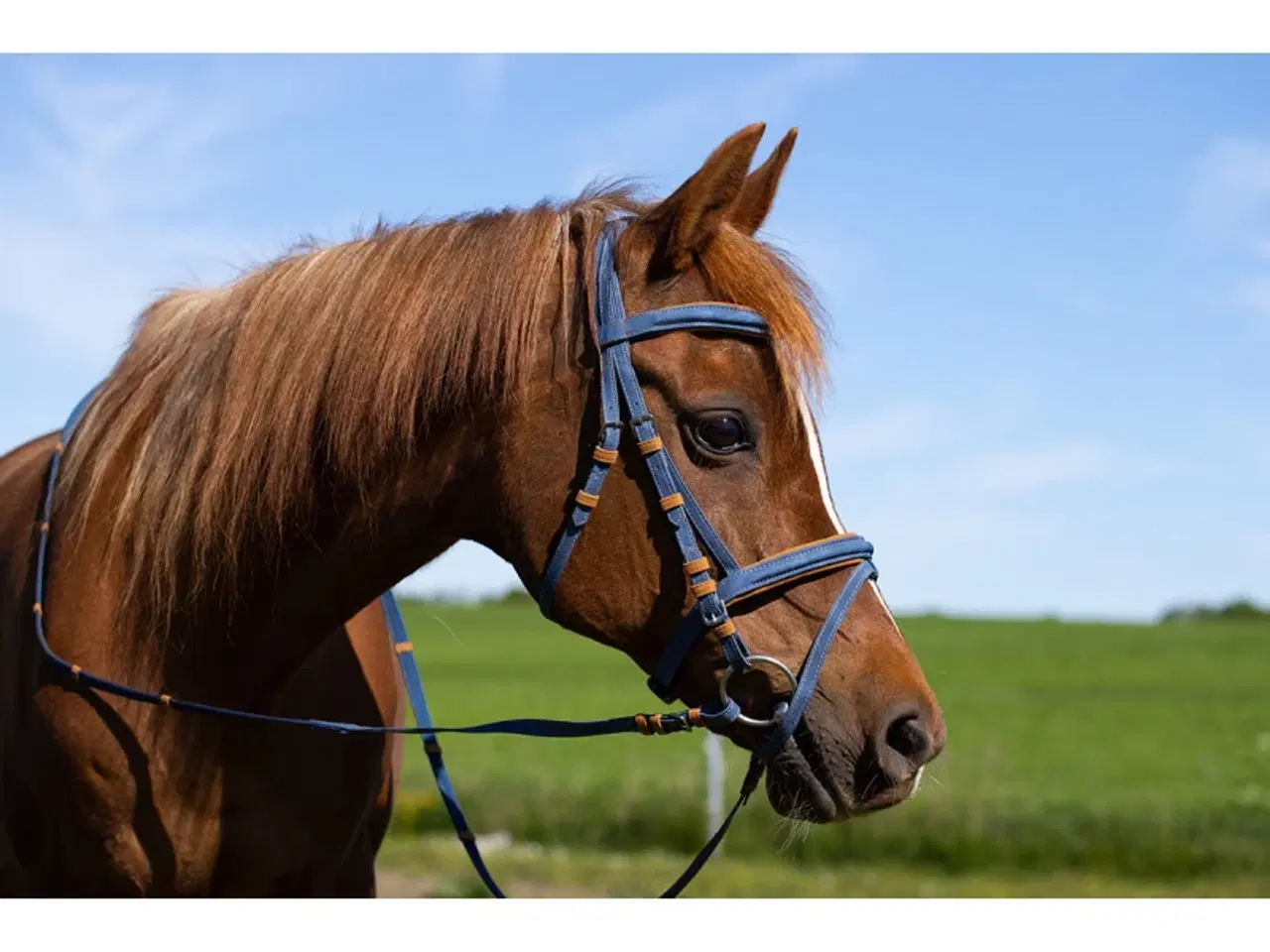 Billede 2 - Harrys Horse trense "Texas"