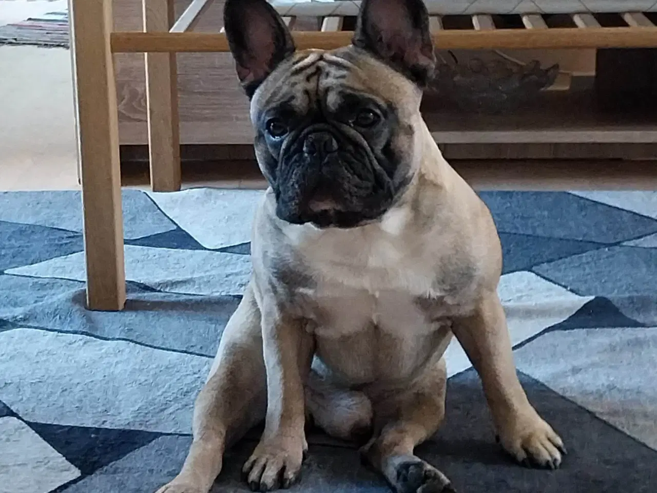 Billede 2 - Fransk bulldog