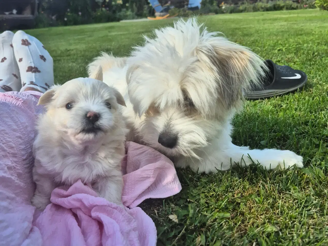 Billede 2 - Coton de tulear og Highland Maltie 