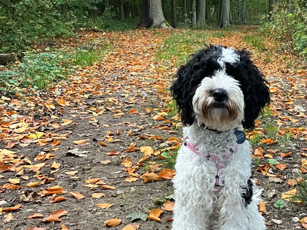 Billede 6 - Springerspaniel/puddel 1 år 