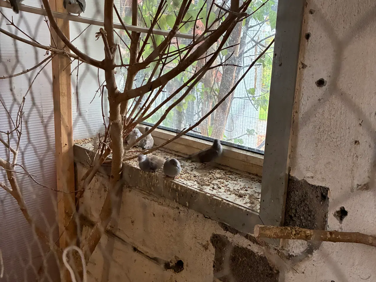 Billede 5 - Diamant duer