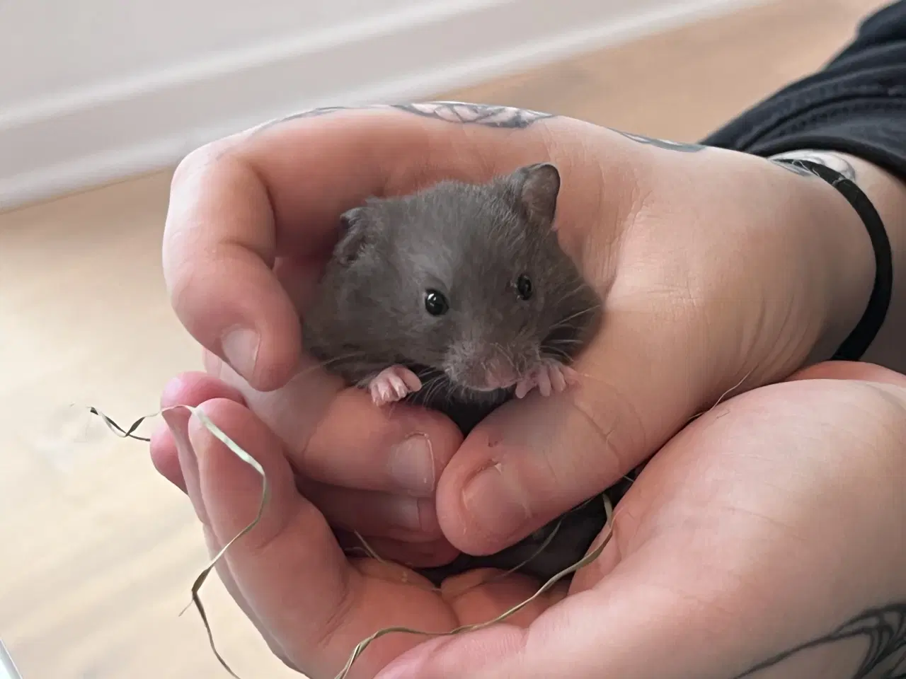 Billede 8 - Sibiriske guldhamster unger